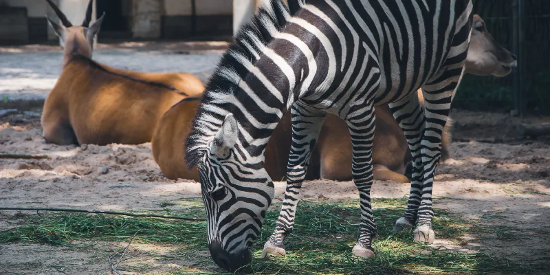 Farbwelt-und-Gestaltungselemente